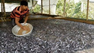 'Catfish Farming In India|Millions Of Hybrid Magur Fish Eating Food In Concrete Cement Tank|Ikan Lele'