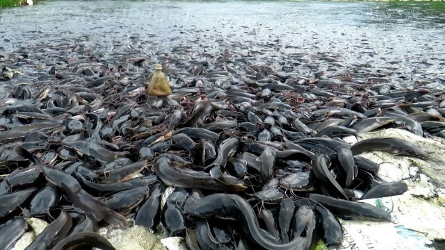 'Amazing Million of Indian Big Hybrid Magur Catfish || Fish Feeding in Village Pond'