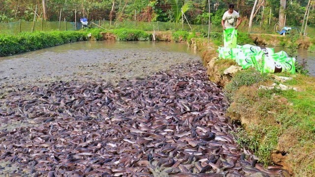 'They Gives Lots Of Floating Food To Hungry Catfish || Hybride Magur Fish Farming Business In India'