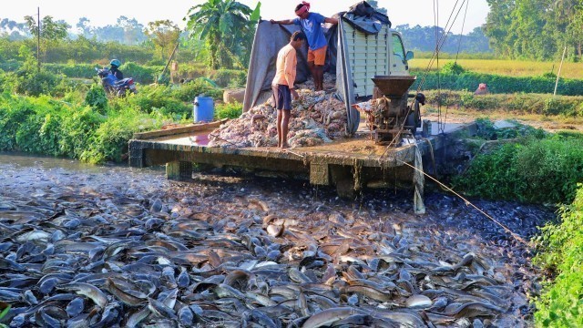 'Hybride Magur Fish Farming Business Asia || Indian Catfish Farming Business || হাইব্রিড মাগুর চাষ'