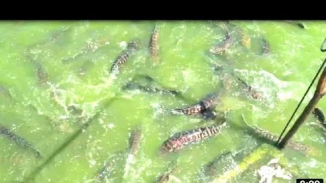 'Giant snakeheads feeding | កសិដ្ឋានចិញ្ចឹមត្រីឆ្តោ | Hybrid magur fish feeding'