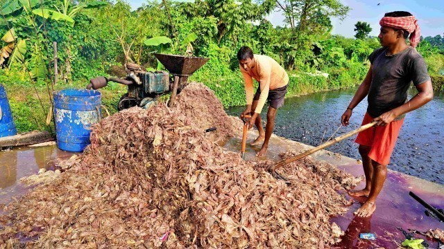 'Feeding Waste Chicken Intestine Vs Hybrid Magur'