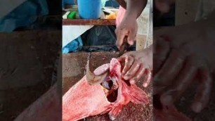 'Endangered Red Grouper Fish Cutting for Fish Soup| Rare Fish Cutting'