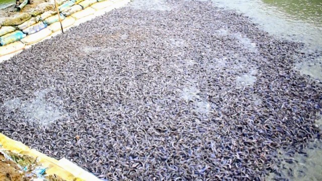 'Baby Cat Fish Feeding in pond || Hybrid Magur Fish Farming'