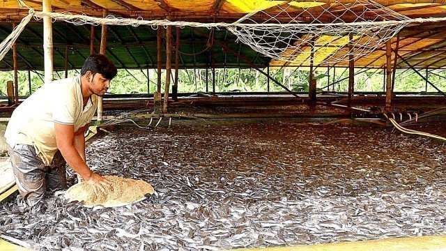 'Feed and Feeding Practices of Catfishes in Tanks | Desi Magur Palan'