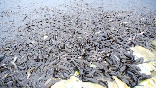 'Hybride Magur Fish Farming Eating Food In Pond  || Catfish Fish Farming Business In IndiaHD 2019'