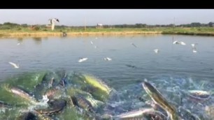 'Fish farming | Hybrid magur snakeheads fish feeding'