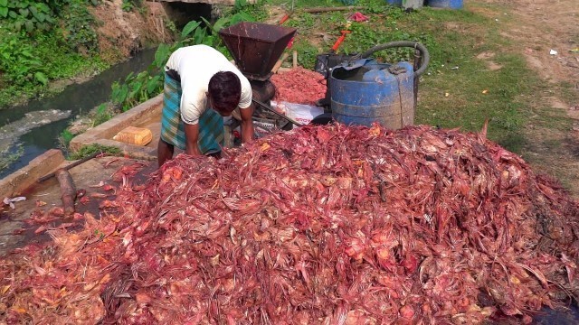 'Food Feeding Habits of Catfish Clarias Batrachus | Hybrid Magur Fish Farming Business'