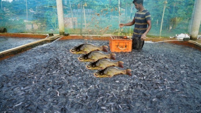 'Catfish Cultivation Success No Biofloc | Hybrid Magur Fish Eating CP Food in India - Travel Tride'