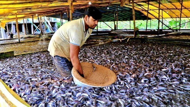 'Catfish Farming In Cement Tank In Asia ||  Hybrid Magur Fish Farming Business in India || হাইব্রিড'