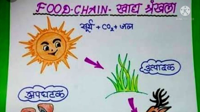 'how to draw food chain chart drawing easy way || खाद्य श्रृंखला पर पोस्टर बनाना सीखें ||'