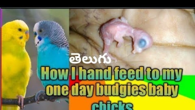 'How I hand feed to my one day baby budgie in telugu'