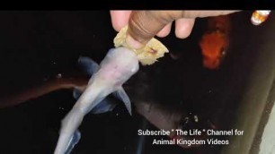 'Fish Feeding At Night | ID Shark, White Magur & Koi Fish Hand Feeding In Fish Pond'