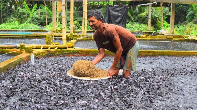 'Hybrid Magur Fish Farming Business in India || Million Catfish Eating Food in Pond || Fish Book'