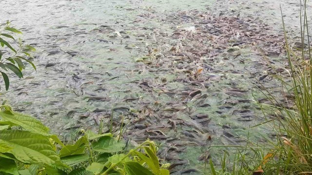 'Hybrid Magur Fish Farming Business | Million Monster Catfish Eating Food | হাইব্রিড মাগুর চাষ'