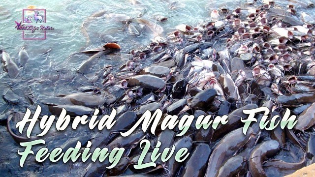 'Hybrid Magur || Magur Fish Feeding 2020 || Feeding Live Food Of Catfish || WildLifes Nature'