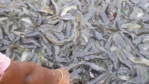 'Million Of Magur Fish Eating Food in Pond | Hybrid Magur Fish Farming Business in India'