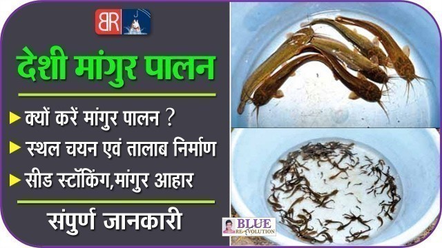 'देसी मांगुर मछली पालन पूरी जानकारी | Desi Magur Fish Farming | Catfish Farming | Blue Revolution'