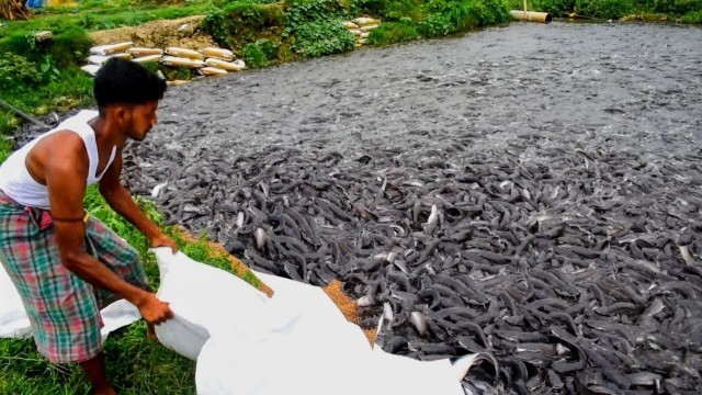 'Milion Baby Cat Fish Eating Food In Pond || Magur Fish Farming'