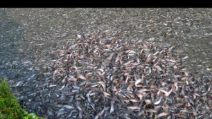 'Millions Of Baby Catfish Feeding Food In Pond || Hybrid Magur Fish Farming Business || Part 82'