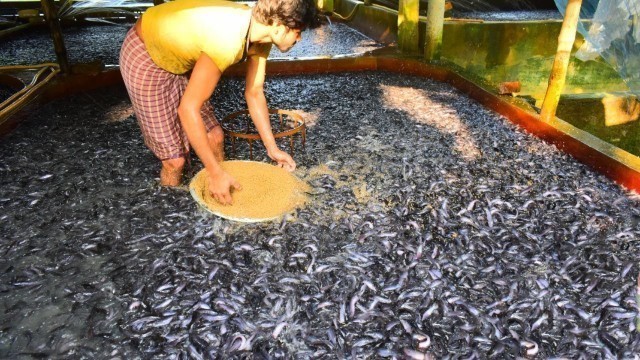 'Hybrid Magur Fish Farming Business In India | Million of Catfish Eating Food In Pond part-3'