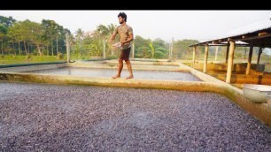 'Hybrid Magur Fish Farming Business In India | Million Catfish Eating Food In Pond part7- Fish World'