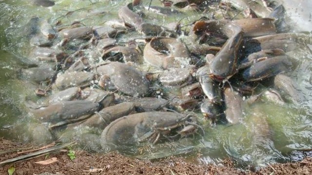 'Medicated Feeds For Sing And Magur Fish Farming Business || Catfish Farming সিং  ক্যাটফিশ(পার্ট ১)'