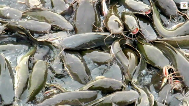 'Fish Farming Business | Desi Hybrid Magur Eating Food in Pond | পুকুরে দেশি হাইব্রিড মাগুরের চাষ'