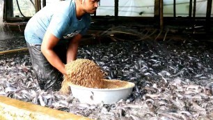 'Millions Catfish Eating Food In Hatchery || Hybrid Magur Fish Farming Business In Asia'