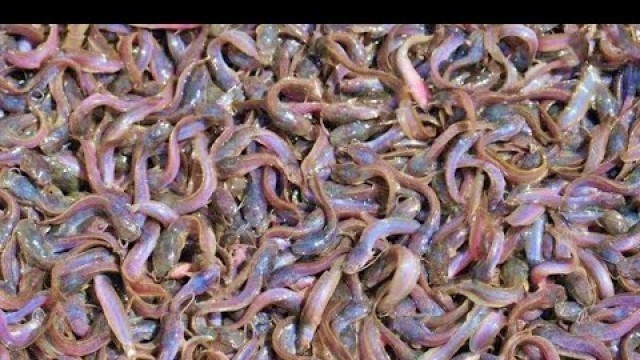 'Hybrid Magur Fish Farming Business in India | Million Of Catfish Eating Food in Pond Part-12'