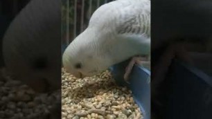 'Baby Budgie eating seeds'