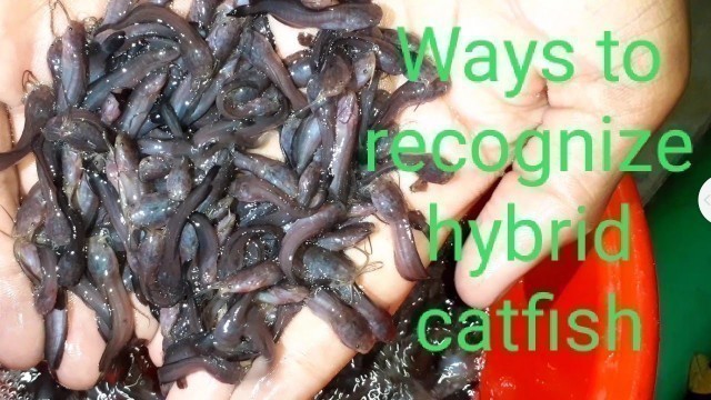 'Hybrid catfish fry. Ways to recognize hybrid catfish. Magur fish farming method. Magur fish food.'