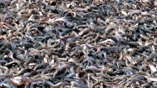 'Unbelievable Hybrid Magur Fish Eating Food Harvesting A lot of Catfish'