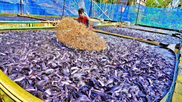 'Fish Feeding Live Food to Catfish | Hybrid Magur Fish Farming Business in India part-7 Fish World'