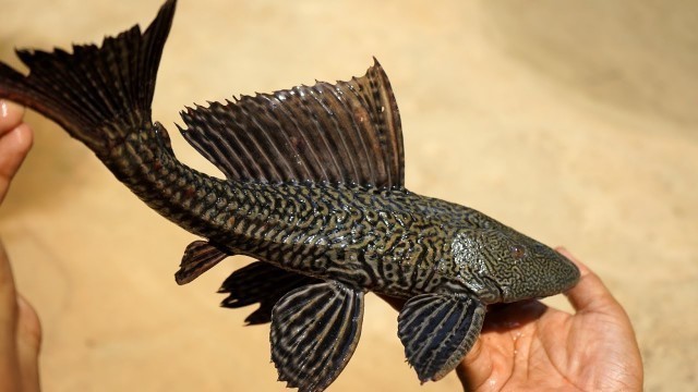 'Rare River BLACK TIGER Fish prepared by My mother and Grandmother | Indian Village Food'