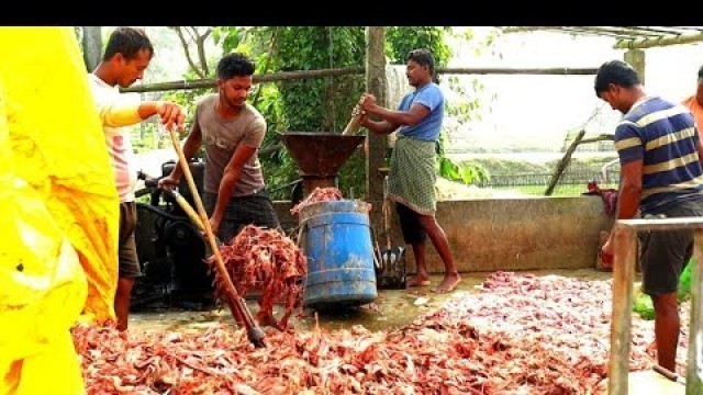 'Feeding Live Food To Catfish Hybrid Magur Fish Farming Business In India Clips on Part-1'