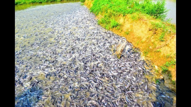 'Hybrid Magur Fish Farming Business In India || Milion Baby Cat Fish Eating Food in Pond'