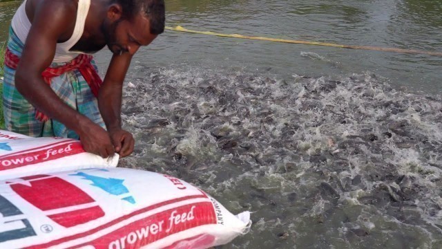 'Fish Feeding Live Food To Catfish |Hybrid Magur Fish Farming Business in india part-4 Travel Tride'