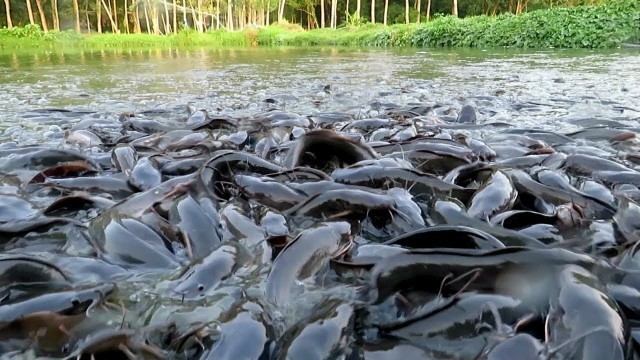 'Floating Feed Eating Indian Hybrid Magur Fish Farming Business in the Village Pond in West Bengal'