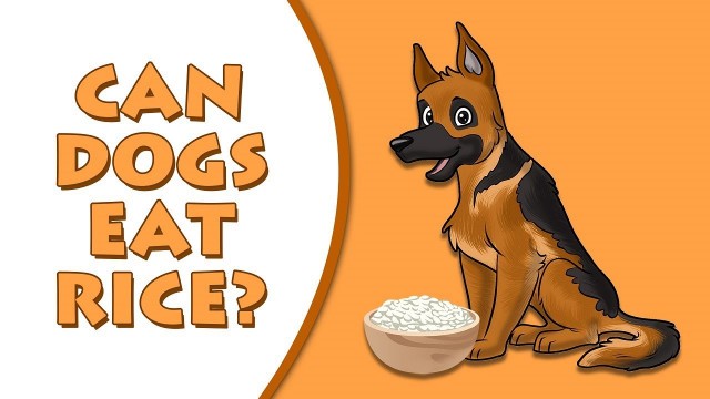 'Can Dogs Eat Rice? | Food Dogs Can Eat | Petmoo #DogFood #CanDogsEatRice'