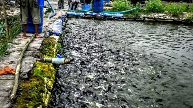 'Babayy Catfish Farming Business In Asia || Hybrid Magur Fish Eating Food In pund || Ikan Lele'