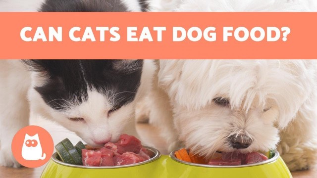 'Can Cats EAT DOG FOOD? 