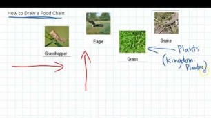 'Level 5 - 3 How to Draw Food Chains'