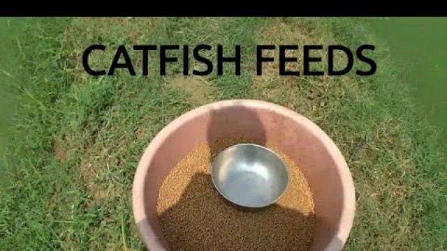 'Feeding Catfish fish in India | Magur Fish Farming in India - Gaurav\'s Fisheries.'