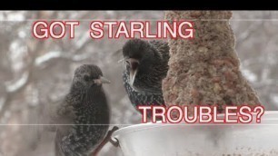 'Starling Pests--a Suggestion: NARRATED'