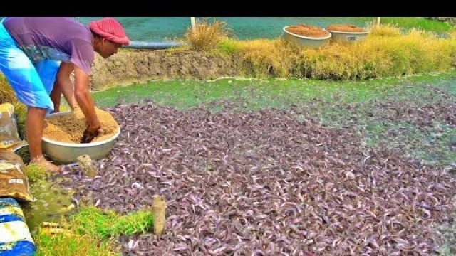 'Viral Video Million of Hybrid Magur Fish Feeding in Pond | Catfish Farming'