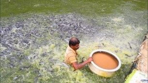 'Hybrid Magur fish farming business in India | Million of Catfish Eating Food Backword Pond Part-19'