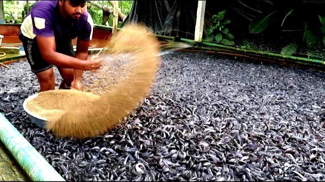 'Indian Hybrid Magur Fish To Eat Food || Farming Business 2019'