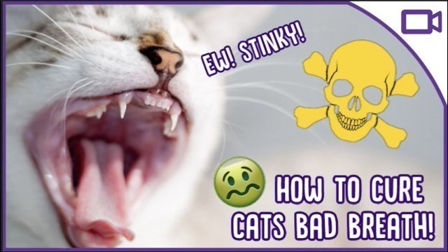 'Why Does My Cat Have Bad Breath? - How to Cure It!'