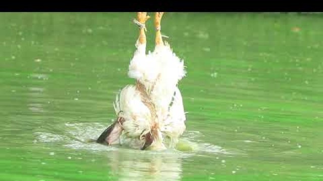 'Feeding Live Food To Catfish | Hybrid Magur Fish Farming Business In India part(124)'